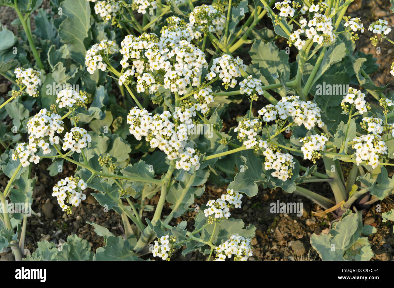 Sea kale (Crambe maritima) Stock Photo