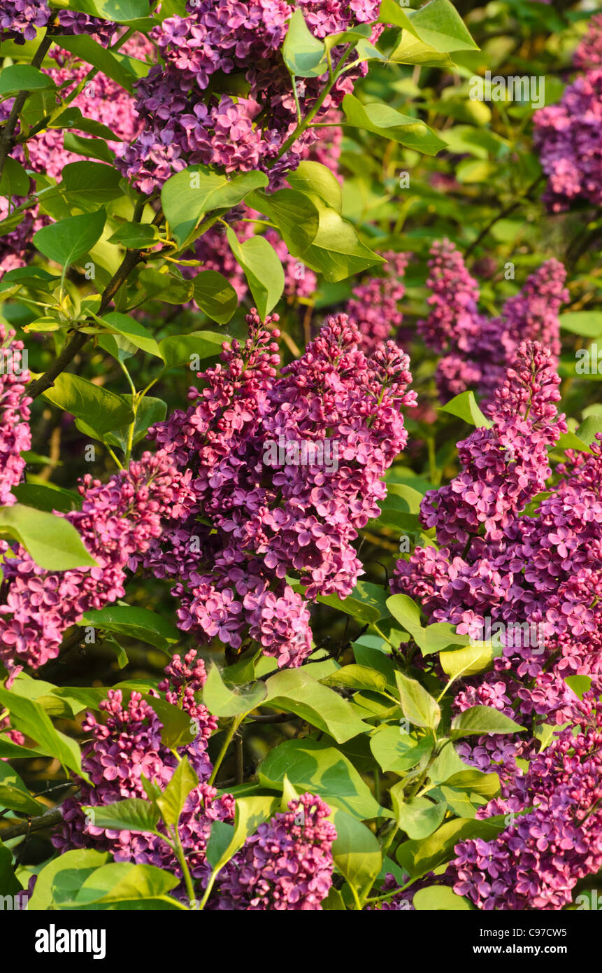Common lilac (Syringa vulgaris) Stock Photo