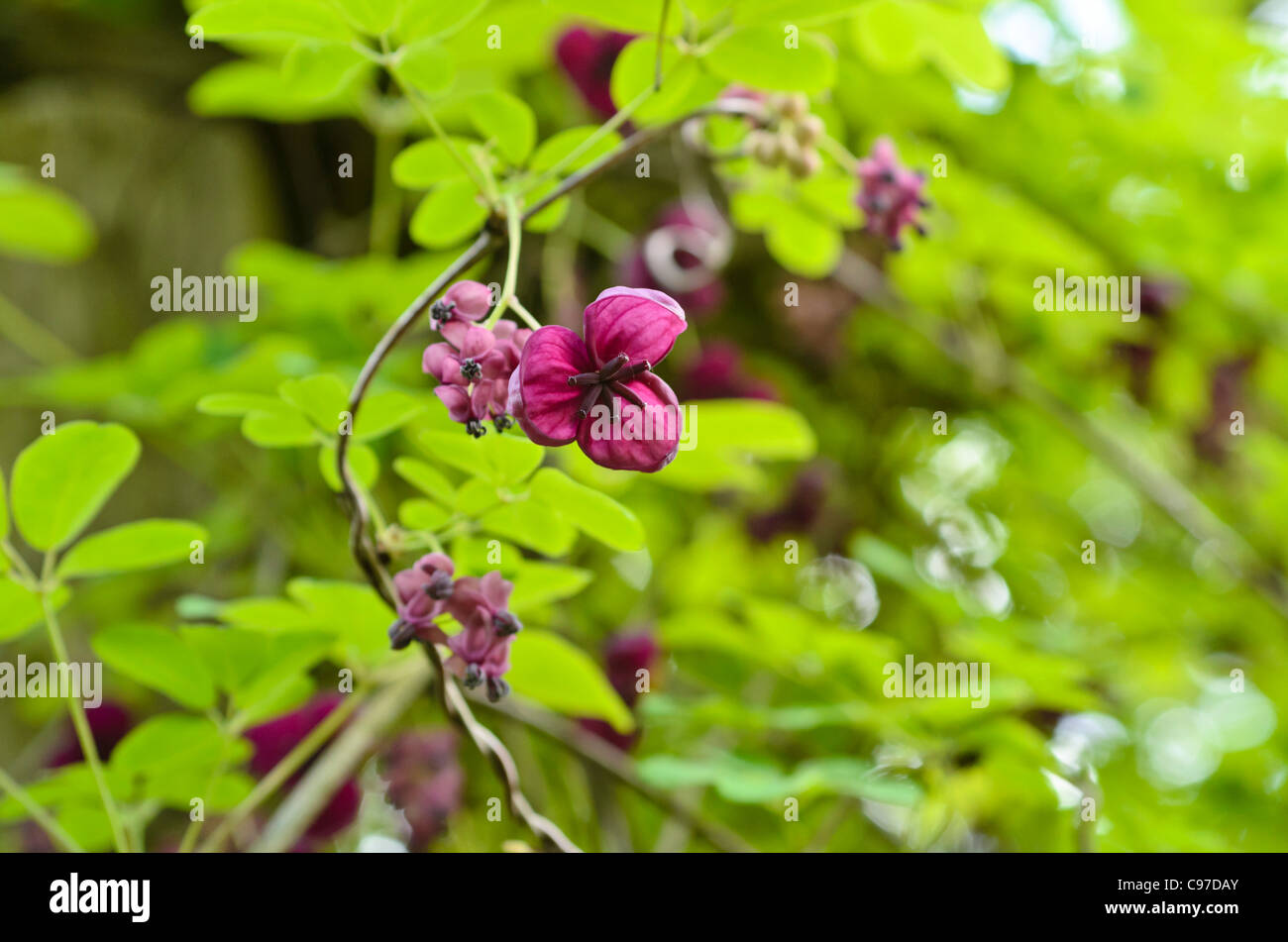 Akebia quinata hi-res stock photography and images - Alamy