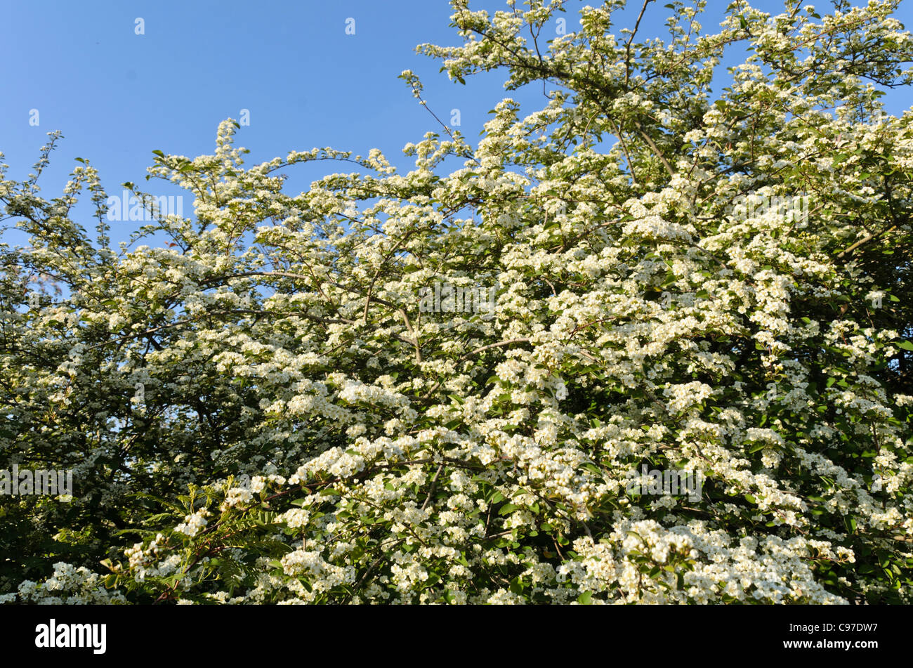 Many-flowered cotoneaster (Cotoneaster multiflorus) Stock Photo