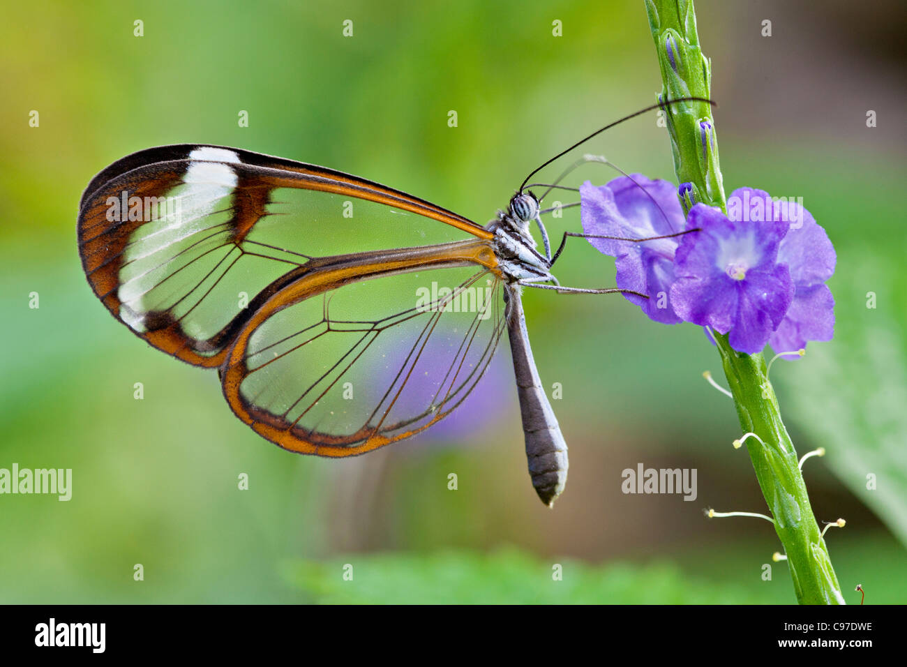 Glasswing Butterfly Stock Photo