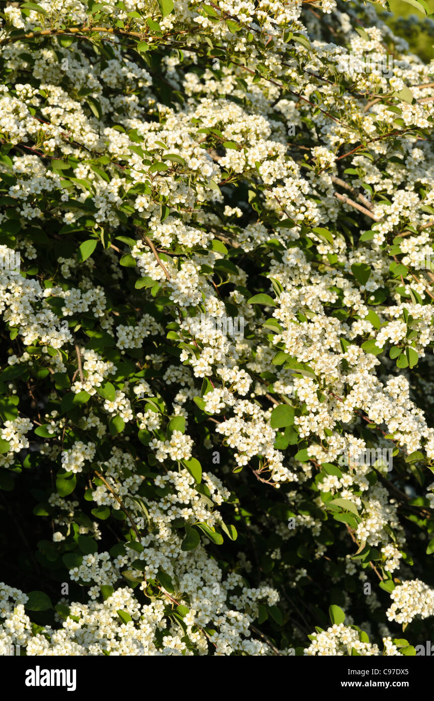 Many-flowered cotoneaster (Cotoneaster multiflorus) Stock Photo