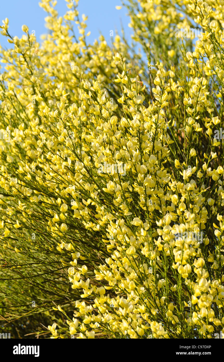 Warminster broom (Cytisus x praecox) Stock Photo