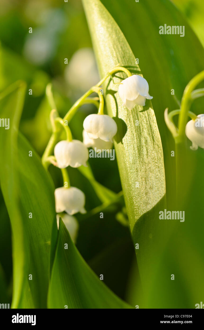 Lily of the valley (Convallaria majalis Stock Photo Alamy