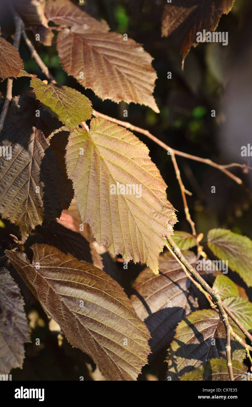 Filbert (Corylus maxima 'Purpurea') Stock Photo