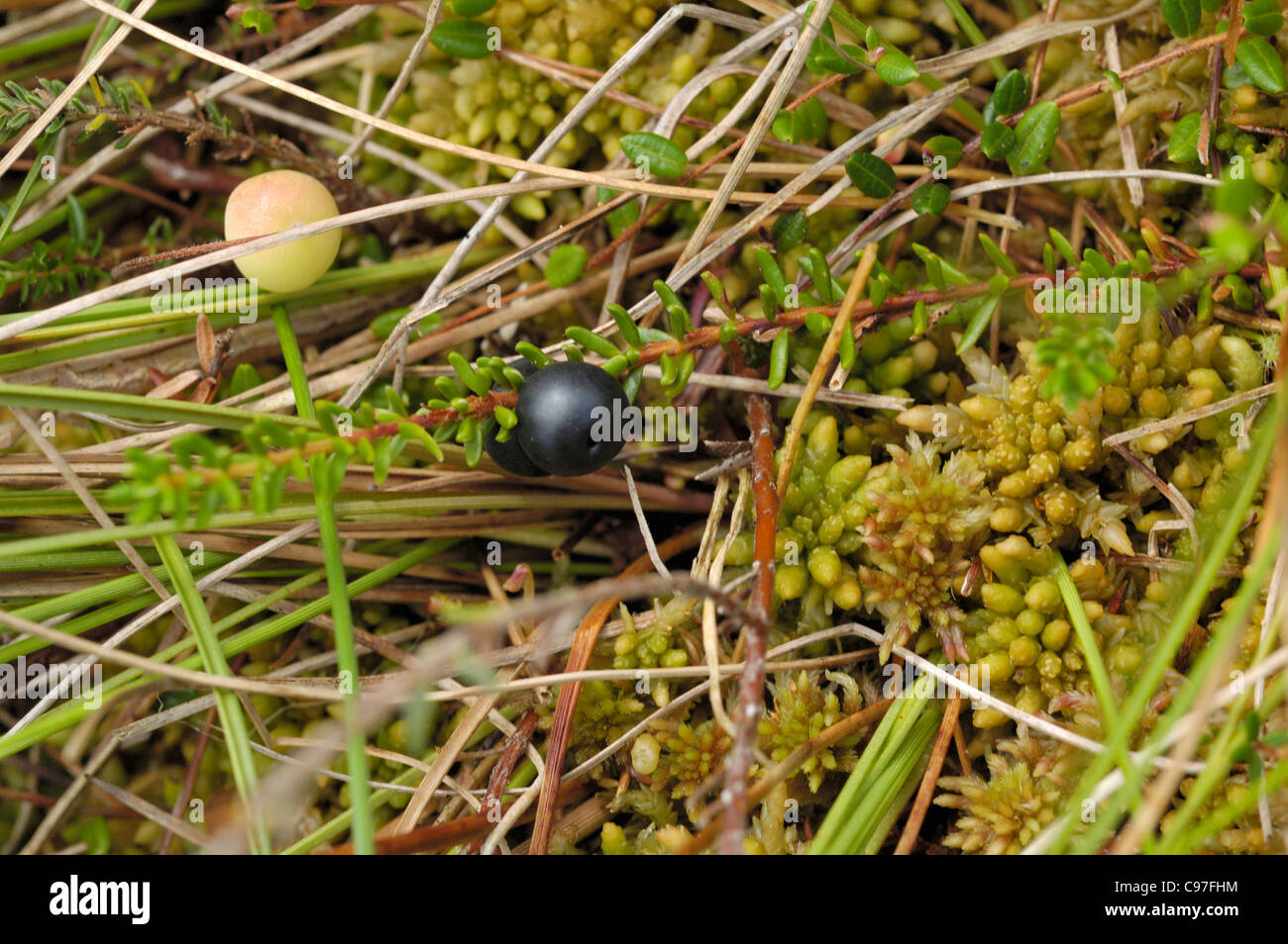 Crowberry, Empetrum nigrum, berrries Stock Photo