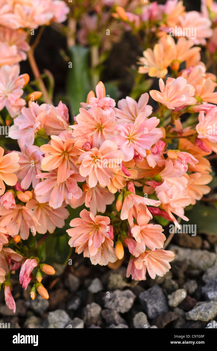 Imperial lewisia (Lewisia cotyledon) Stock Photo
