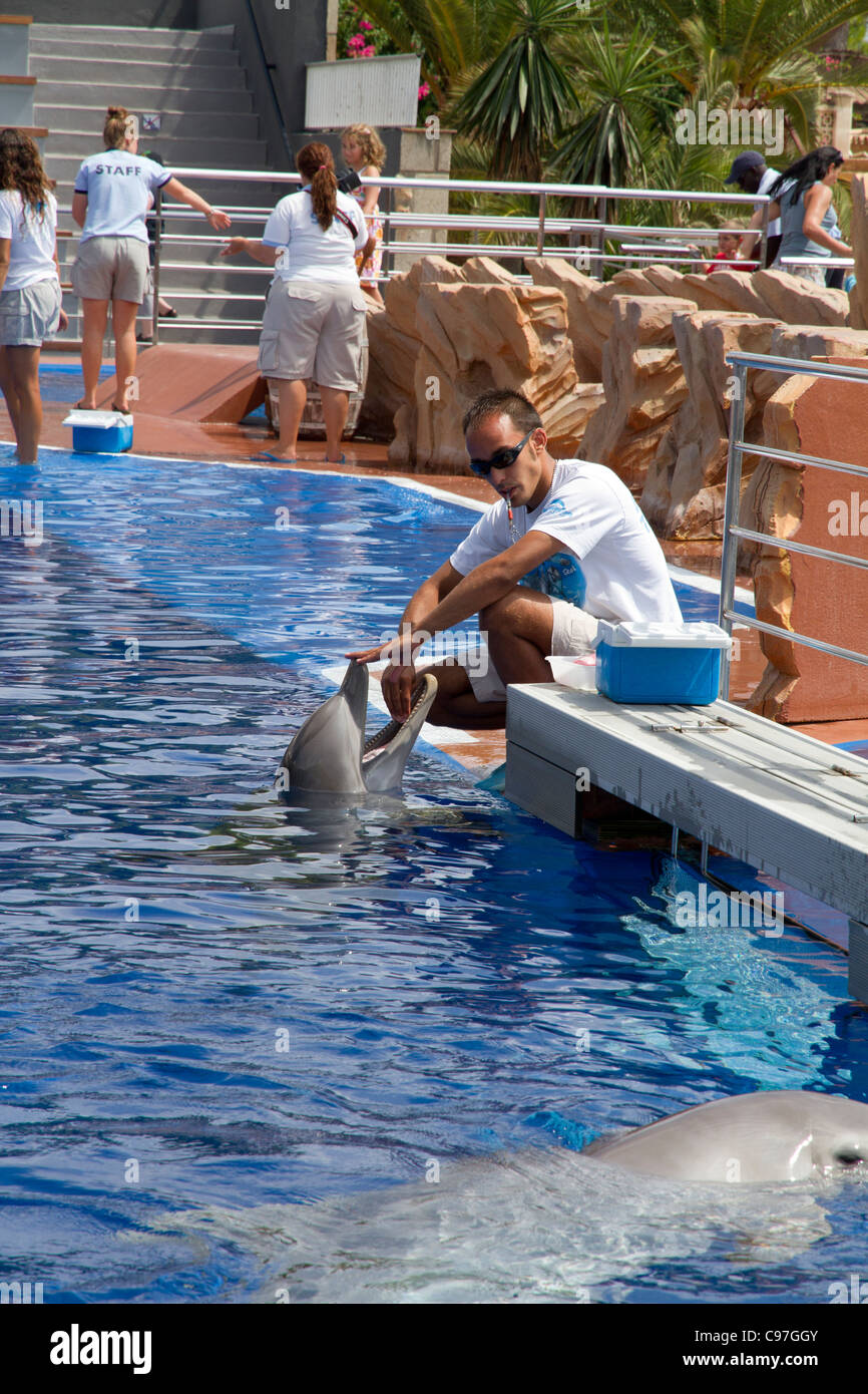 Dolphin show in Marineland  Mallorca Majorca Balearic Spain Europe Stock Photo