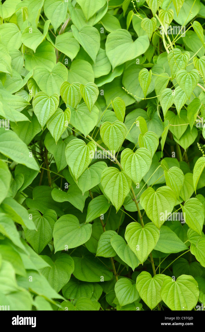 Yam (Dioscorea balcanica) Stock Photo