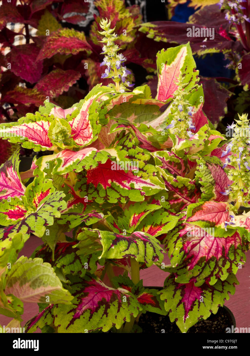 Flower Flats,Greenmarket, Union Square Stock Photo Alamy