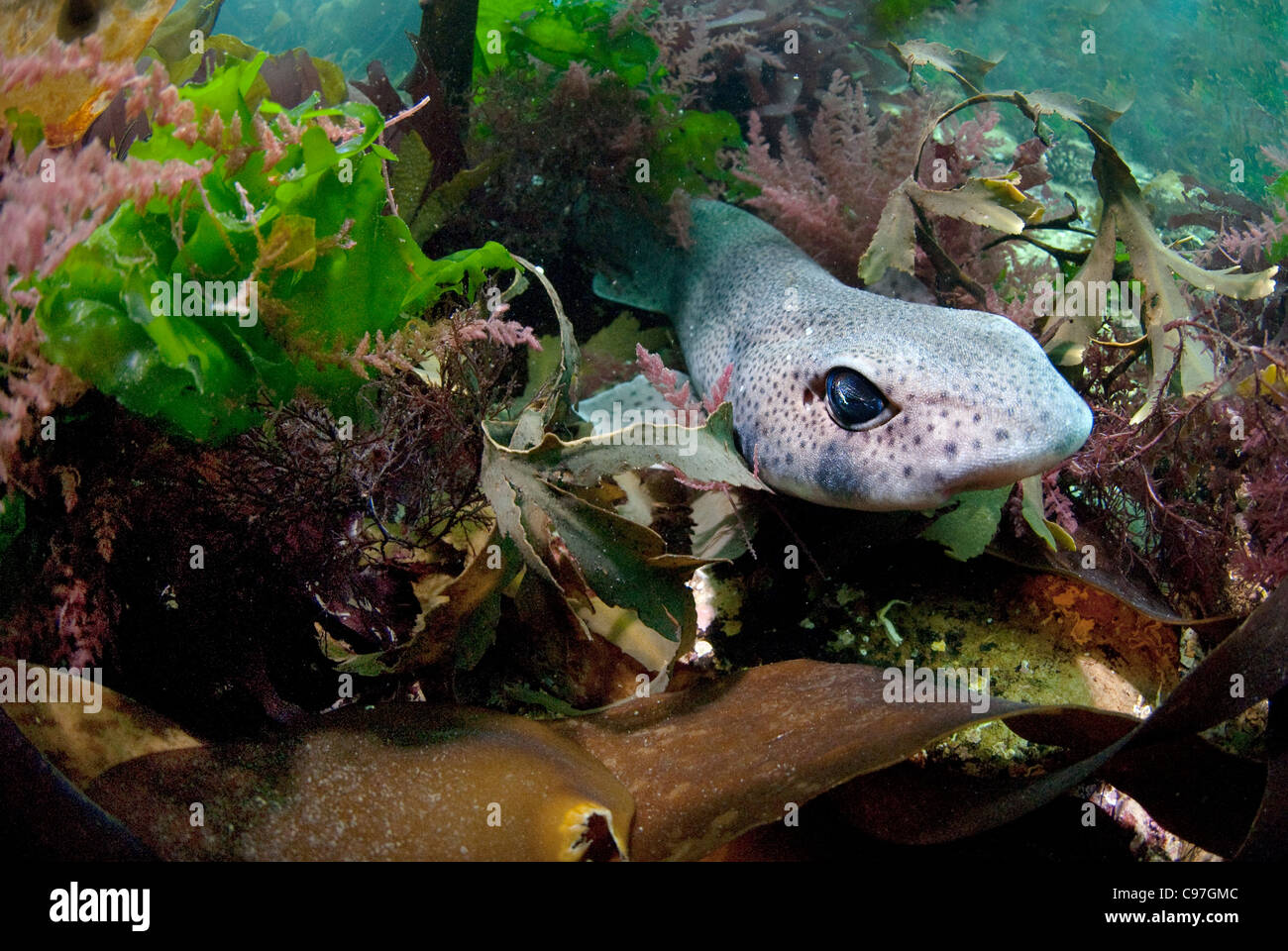 A Lesser Spotted Catshark (Scyliorhinus canicula) rests in shallow waters, England. Stock Photo