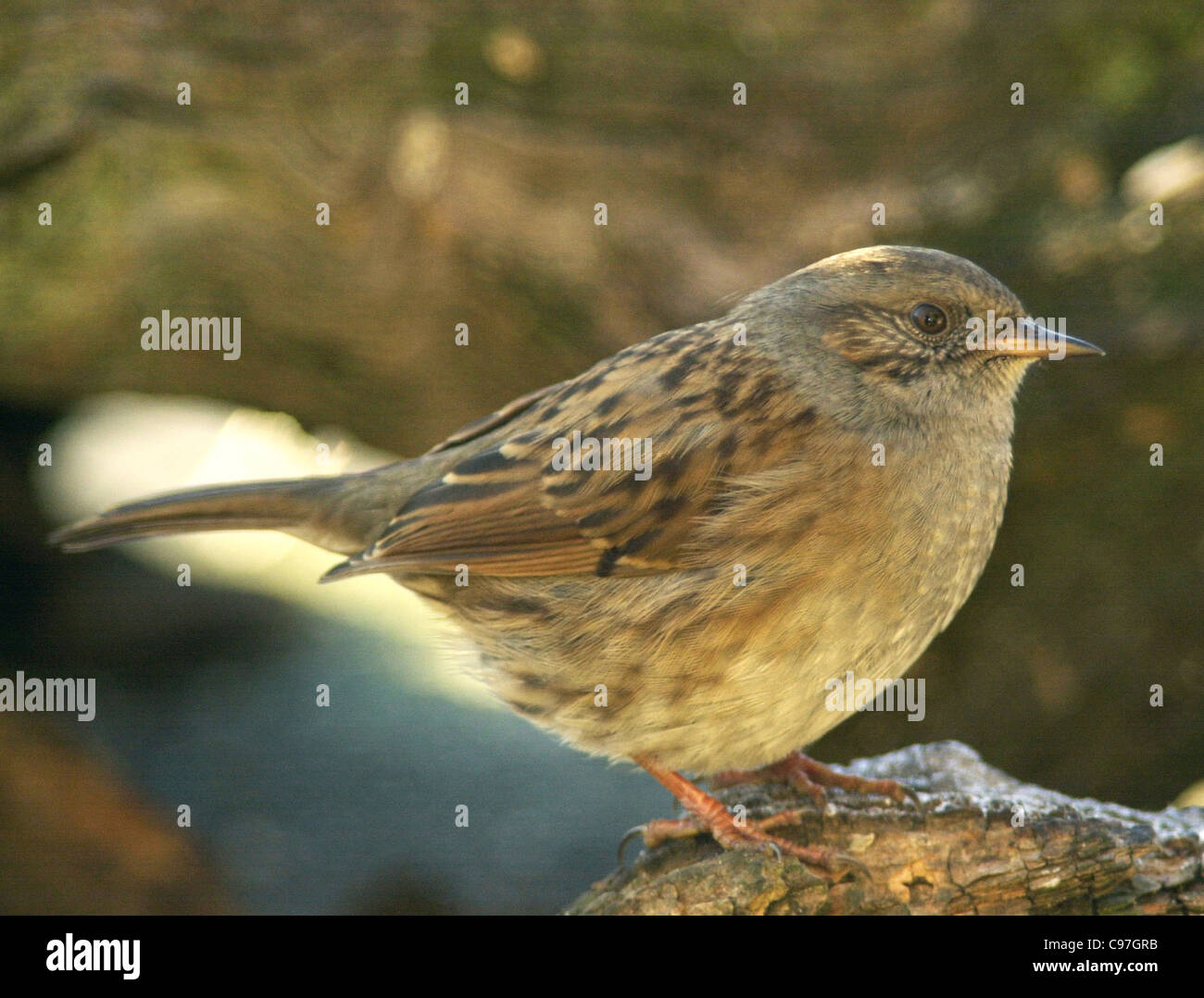Dunnock UK wild bird Stock Photo