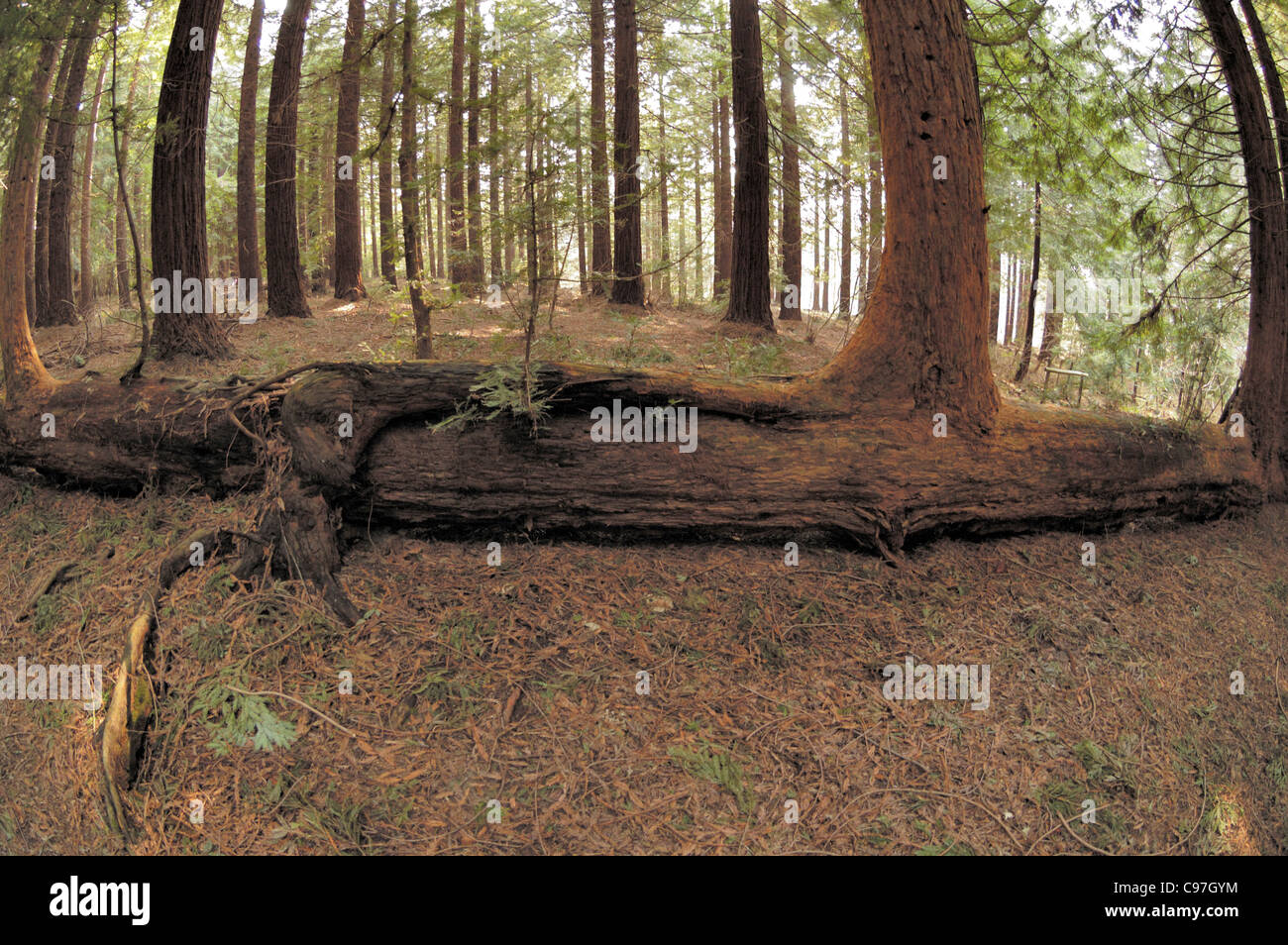Fallen Coastal Redwood tree regrowing, sequoia sempervirens Stock Photo