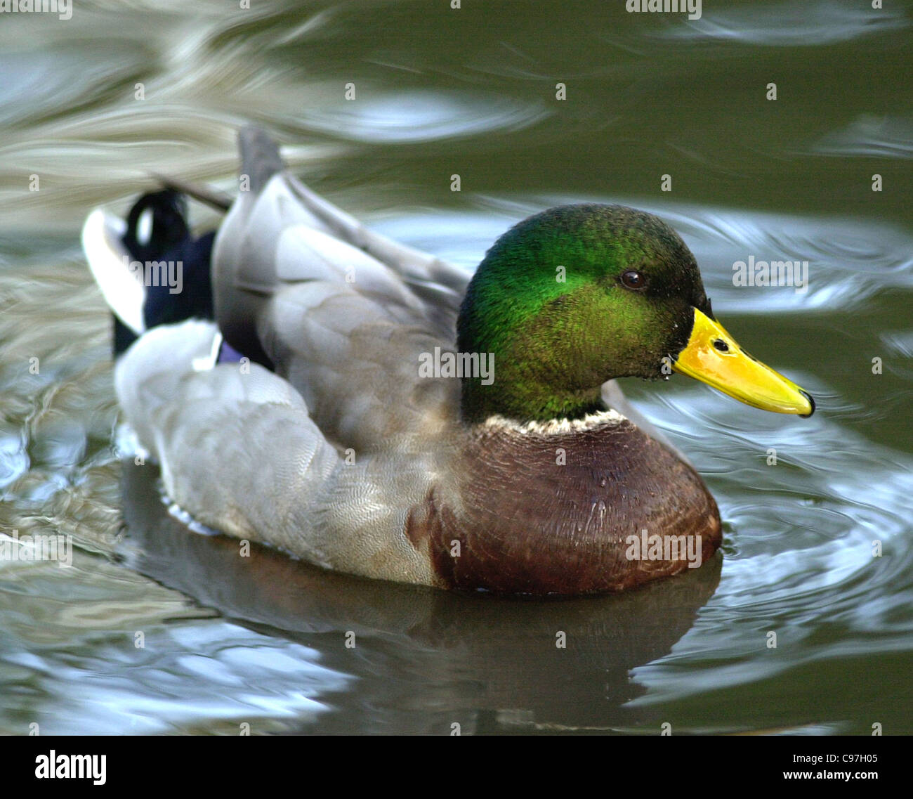 Mallard Duck - this is the male or drake. From the archives of Press Portrait Service (formerly Press Portrait Bureau) Stock Photo