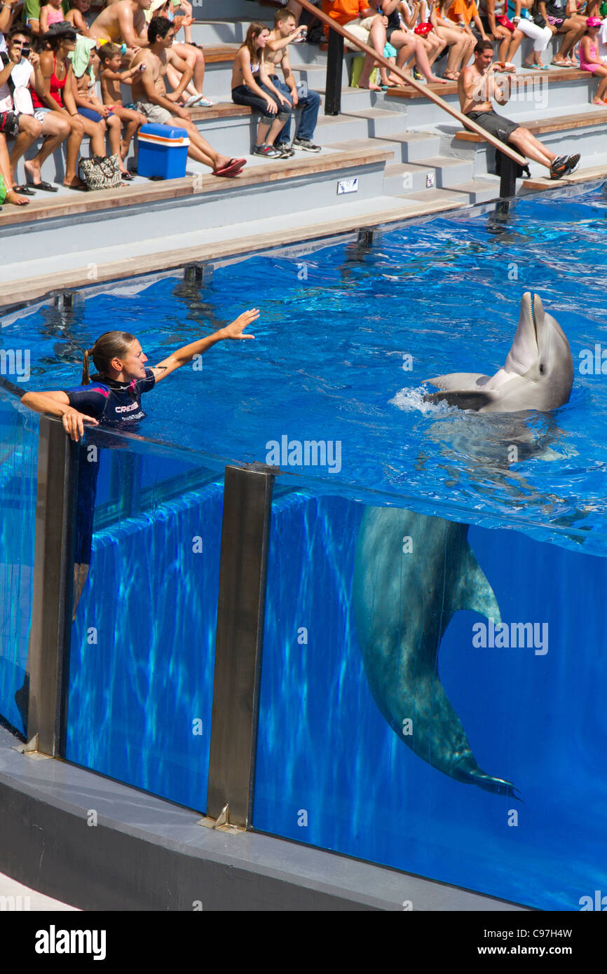 Dolphin show in Marineland Mallorca Majorca Balearic Spain Europe Stock