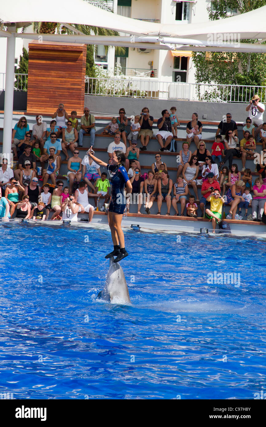 Dolphin show in Marineland  Mallorca Majorca Balearic Spain Europe Stock Photo