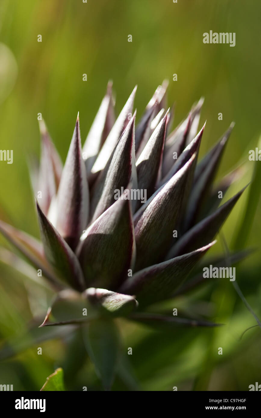 Wild artichoke hi-res stock photography and images - Alamy