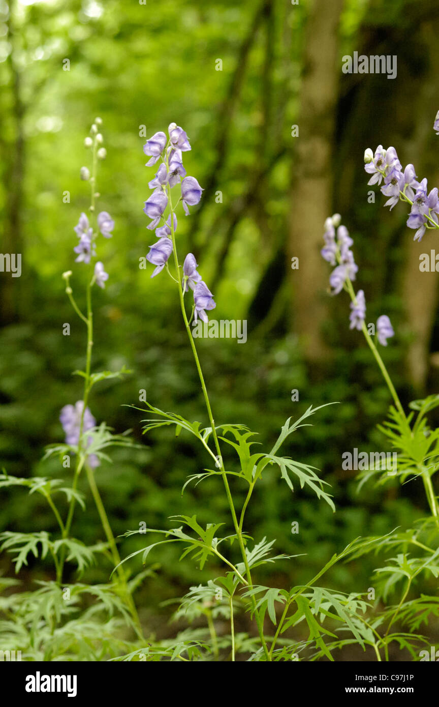 Monk's-hood, Aconitum napellus, growing wild by a stream in Somerset Stock Photo