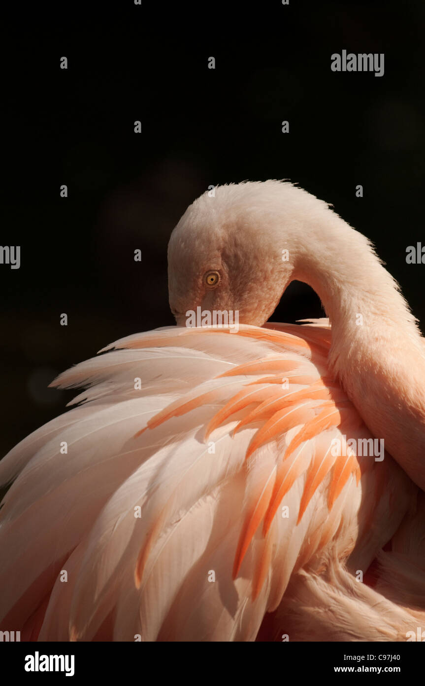 Chilean Flamingo (Phoenicopterus Chilensi) Preening Stock Photo - Alamy