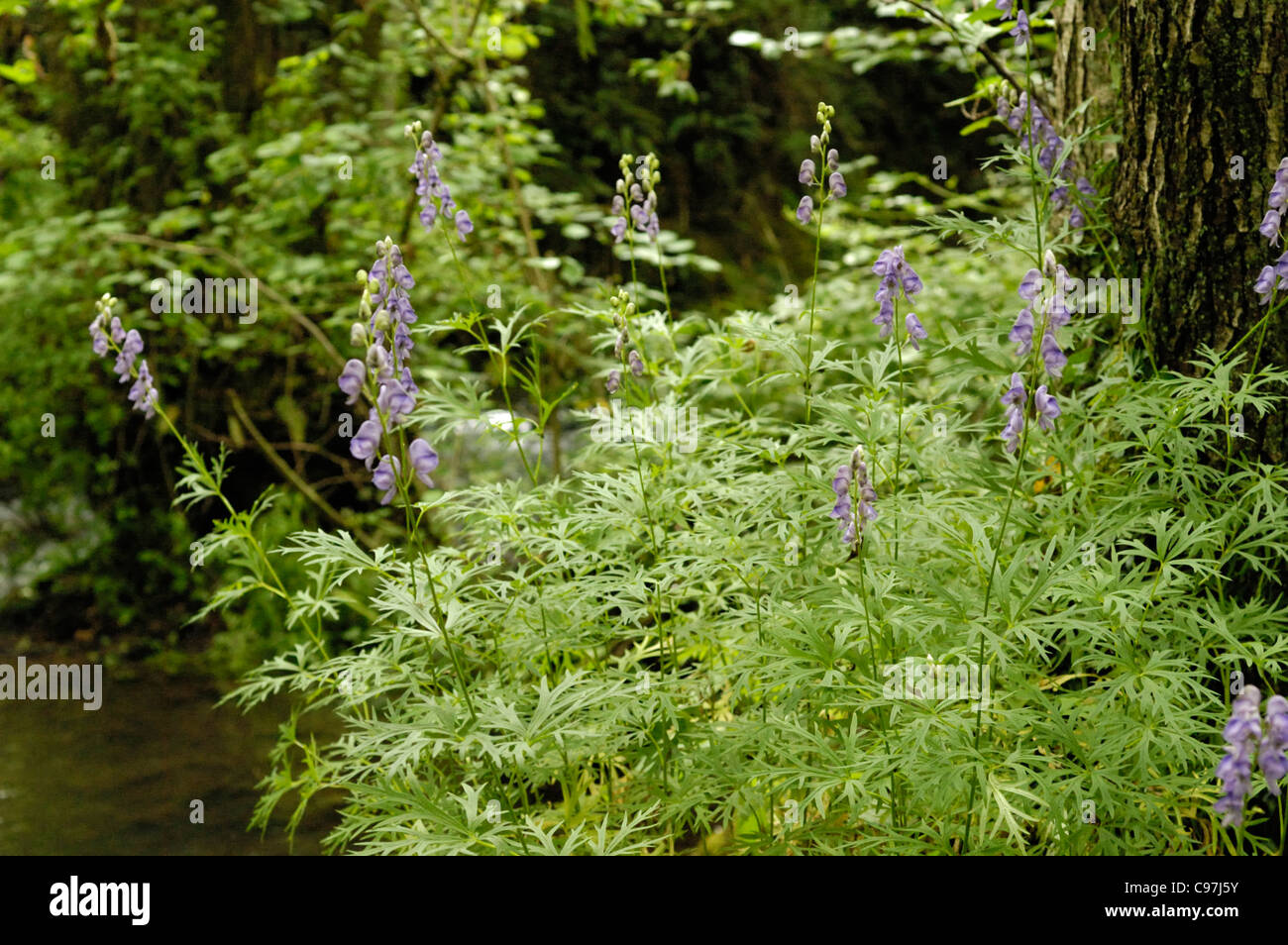 Monk's-hood, Aconitum napellus, growing wild by a stream in Somerset Stock Photo