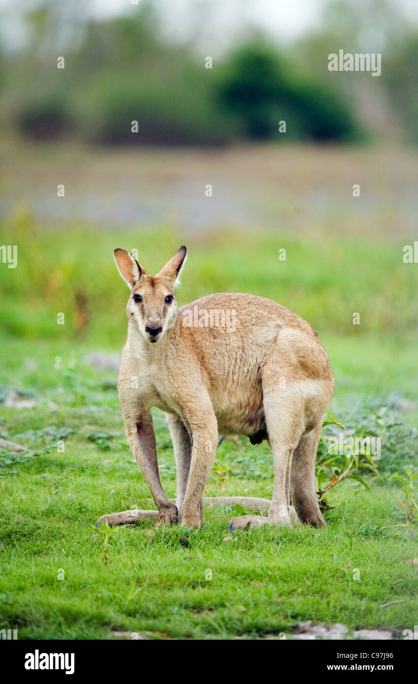 Agile Wallaby (Macropus agilis) in the Mary River Wetlands.  Mary River National Park, Northern Territory, Australia Stock Photo