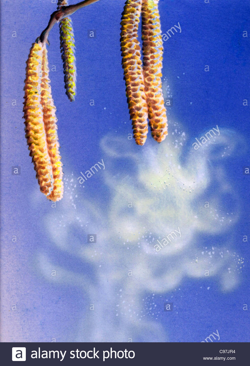 Disease Birch Stock Photos & Disease Birch Stock Images - Alamy