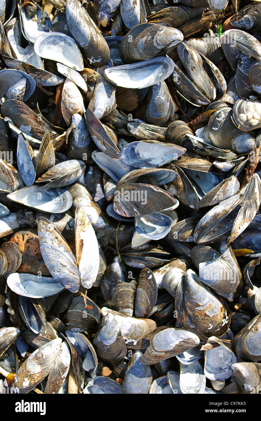 Empty mussel (Mytilidae) shells washed up on the beach after high tide