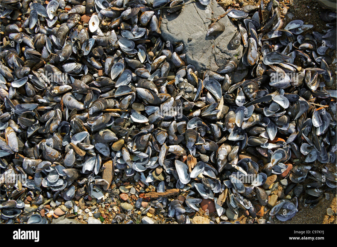 Empty mussel (Mytilidae) shells washed up on the beach after high tide