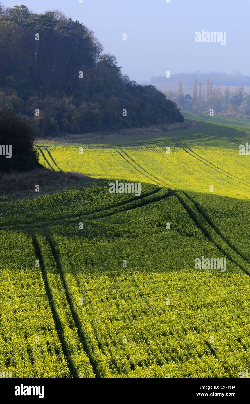 Field of Oil Seed Rape Stock Photo - Alamy
