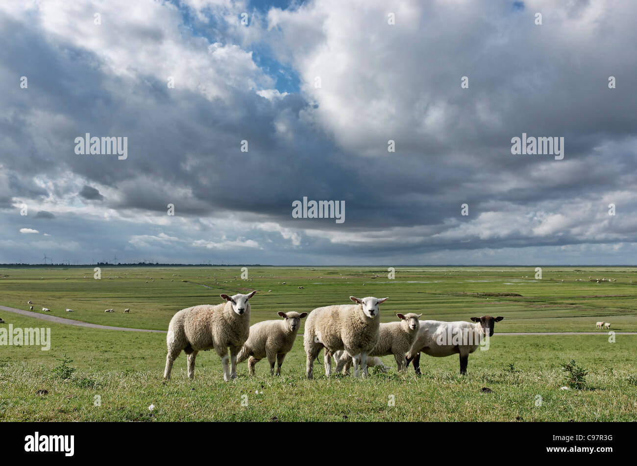Sheep grazing near the Schleswig-Holstein Wadden Sea National Park Mudflats Friedrichskoog Dithmarschen Schleswig-Holstein Germa Stock Photo