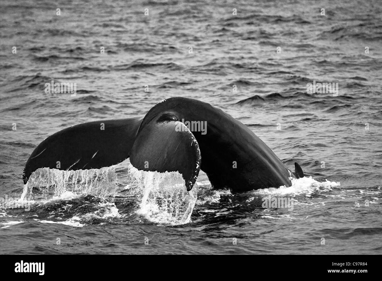 Humpback whale breaching megaptera novaeangliae Black and White Stock ...