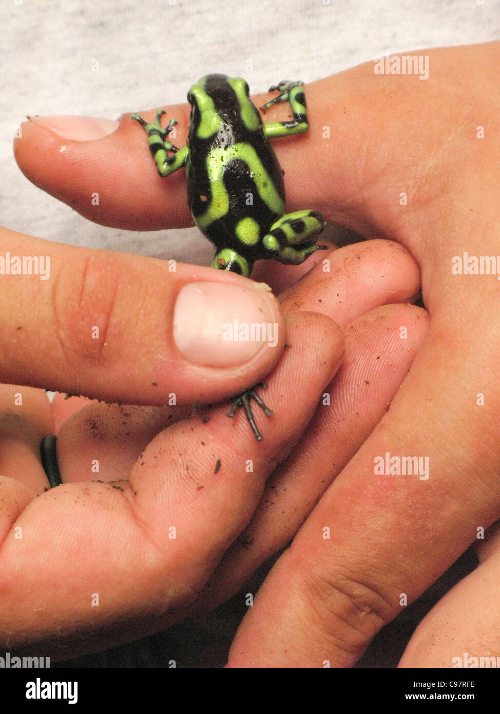 Costa Rica. Guide holds a poison dart frog in rainforest. Stock Photo