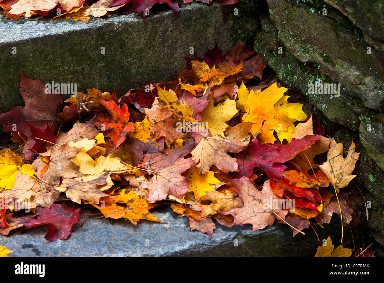 Colorful leaves collecting on a stone step Stock Photo