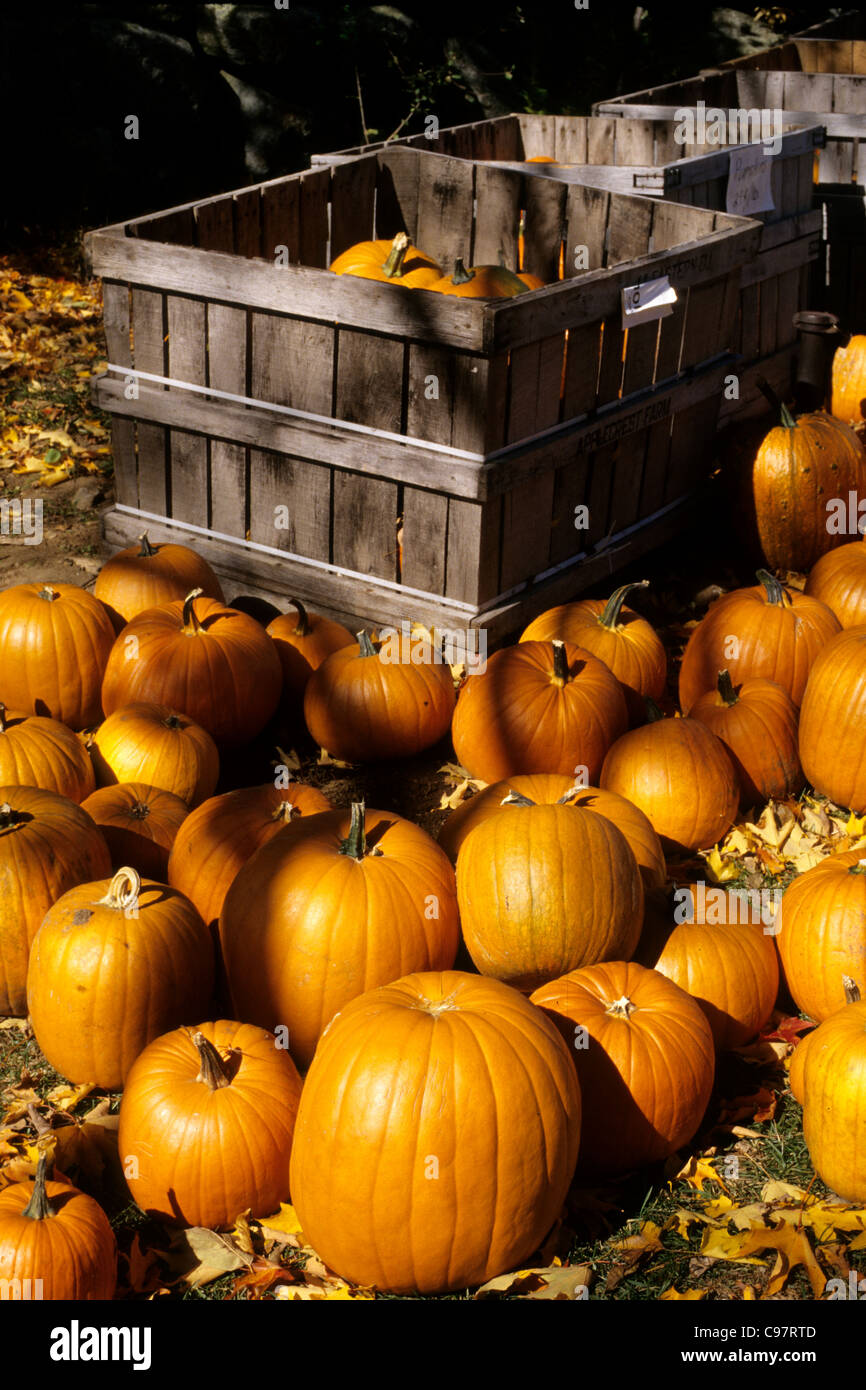Orange pumpkins for sale at a New England farm stand Stock Photo - Alamy