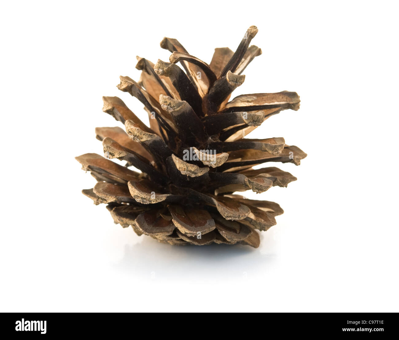 pine cone and needles Stock Photo