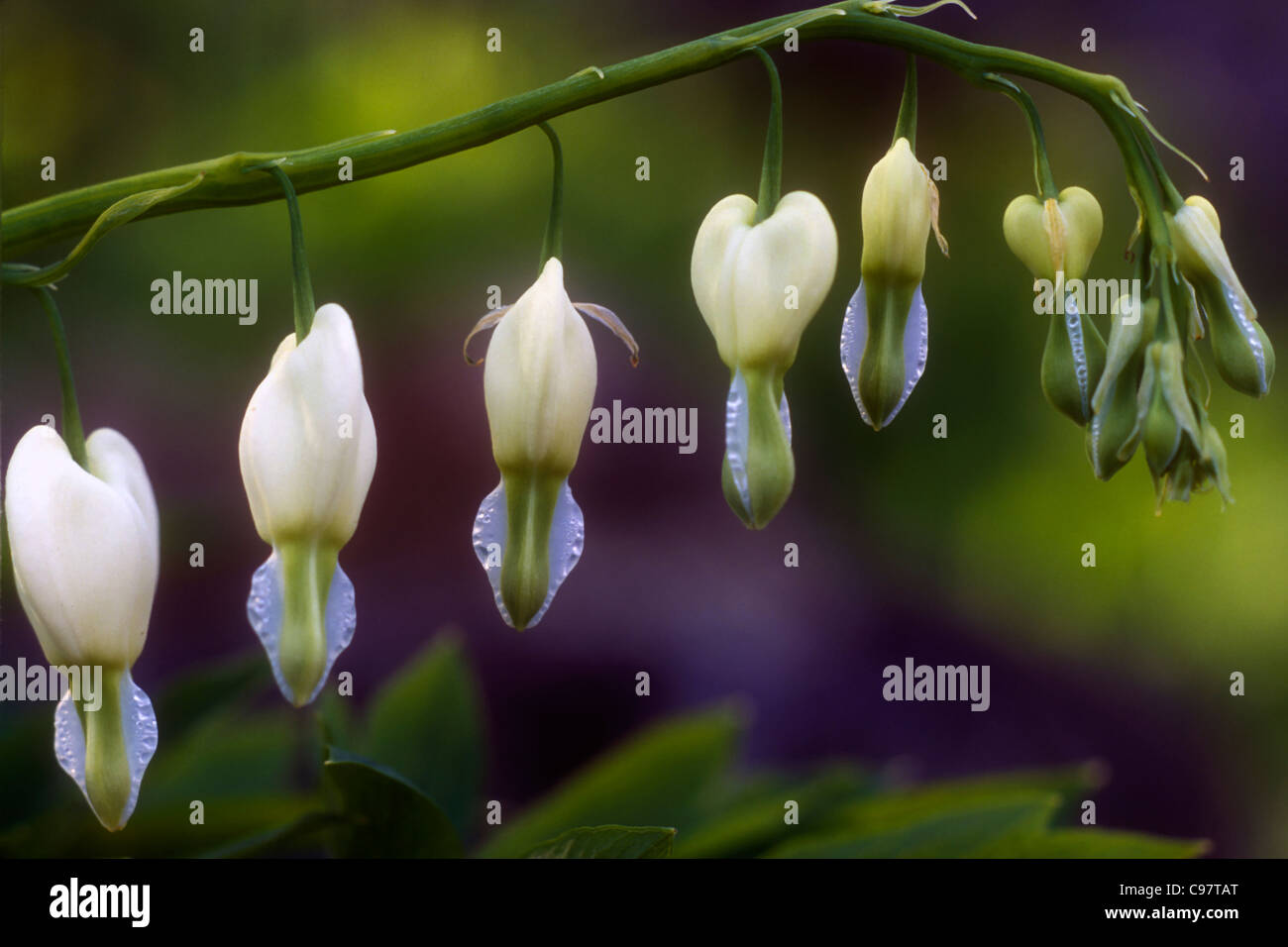 White Bleeding Hearts Stock Photo - Alamy