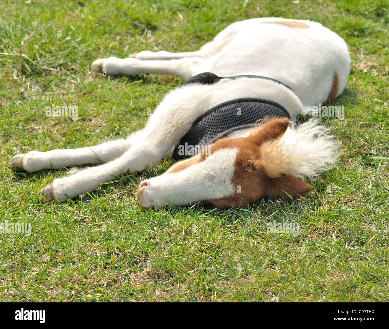 Sleeping pony hires stock photography and images Alamy