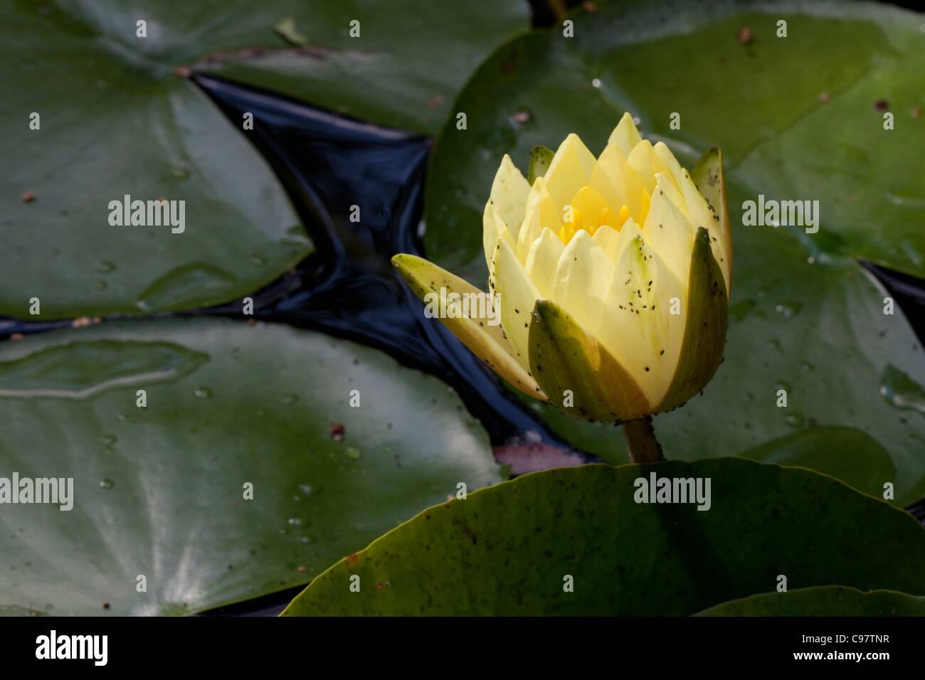 Yellow Pond Lily Stock Photo