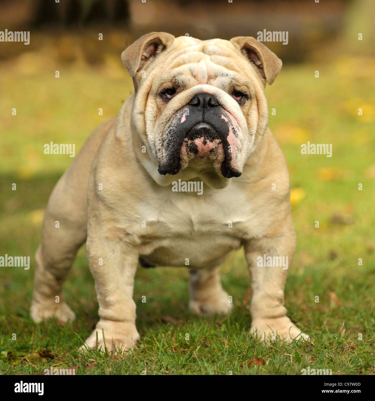 bulldog looking at camera Stock Photo