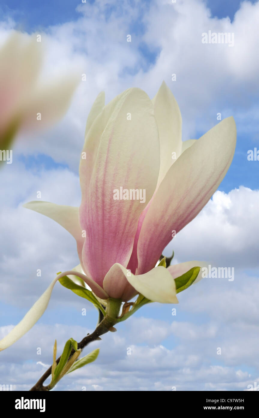 pink and white magnolia flowers on a tree Stock Photo - Alamy