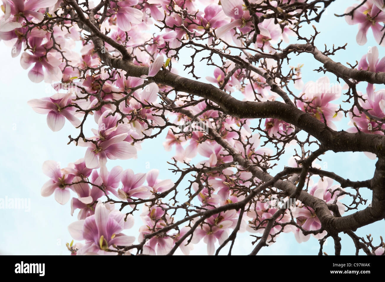 pink and white magnolia flowers on a tree Stock Photo - Alamy