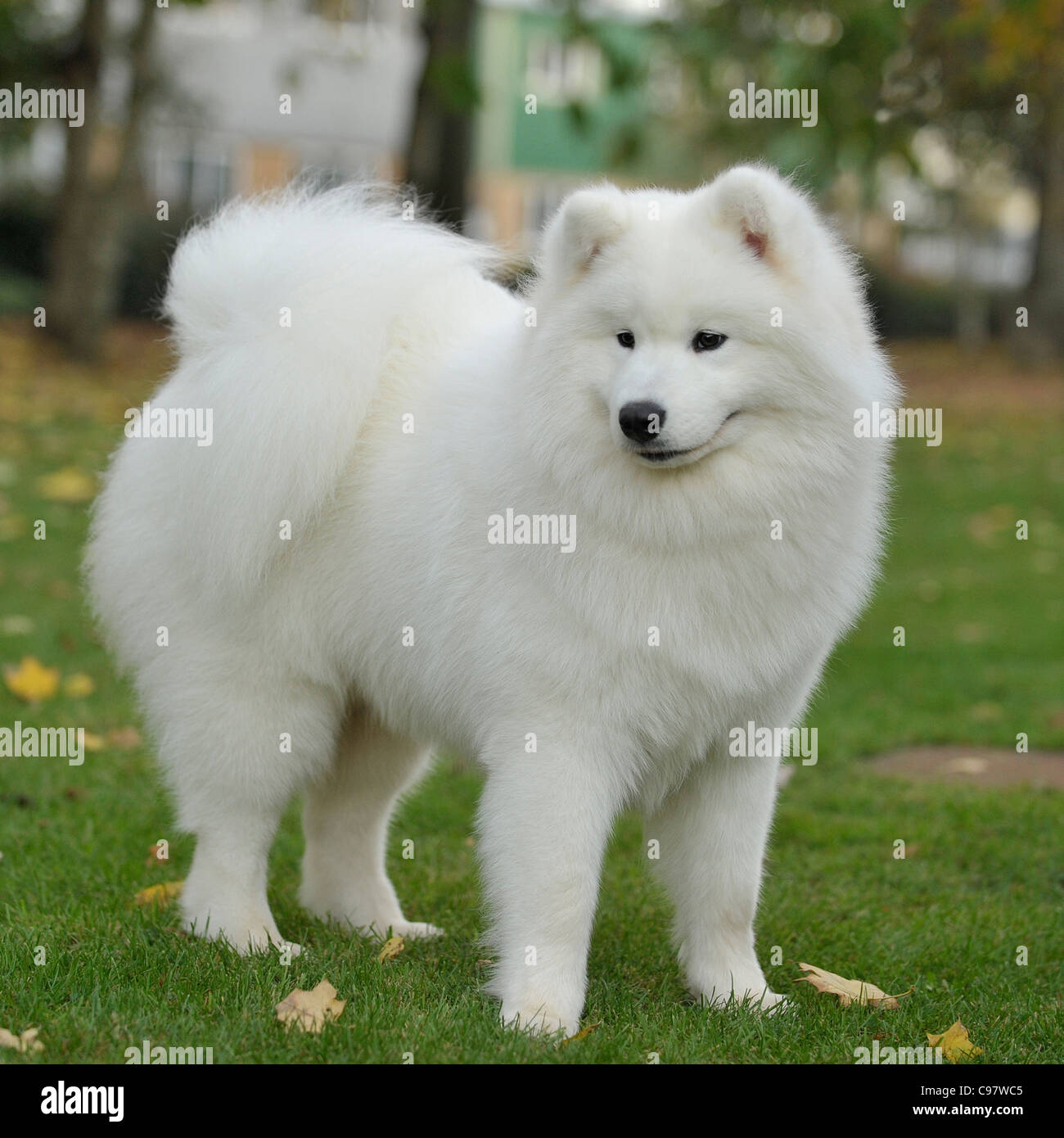 samoyed dog Stock Photo