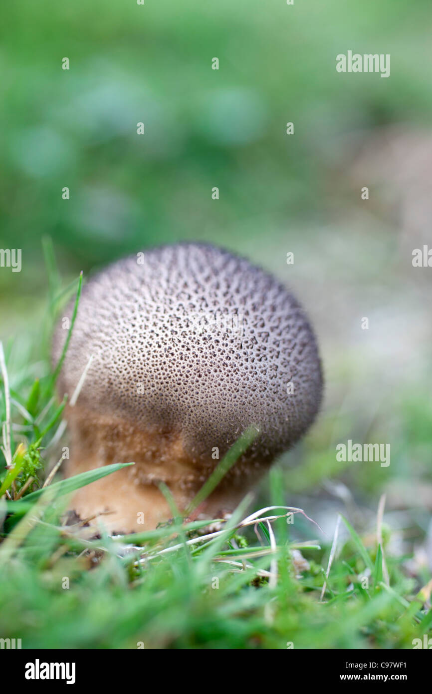 Scaly Meadow Puffball; Hankea utriformis; fungus; Cornwall; UK Stock Photo