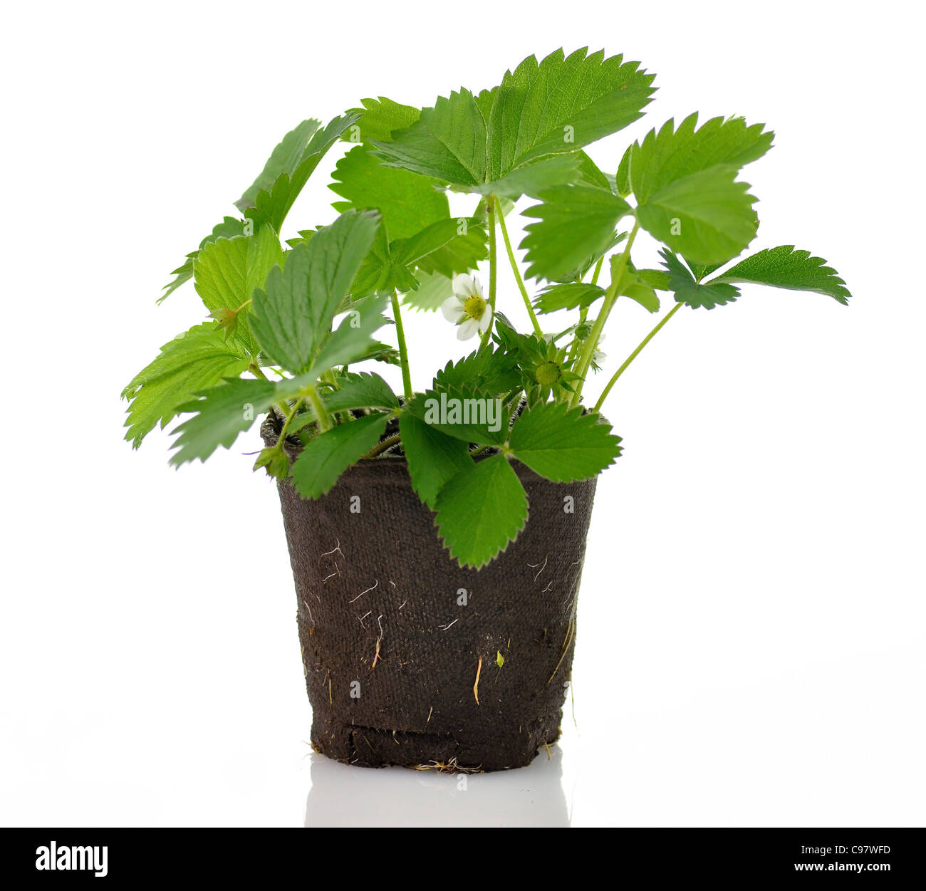 Strawberry plant root hi-res stock photography and images - Alamy