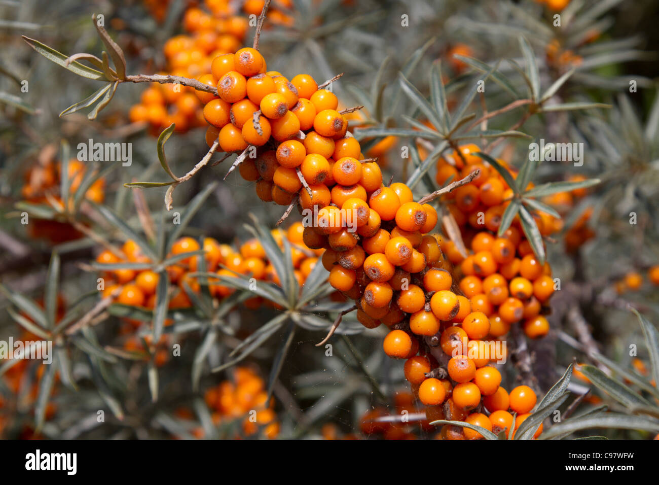 Sea Buckthorn; with berries; Cornwall; UK Stock Photo