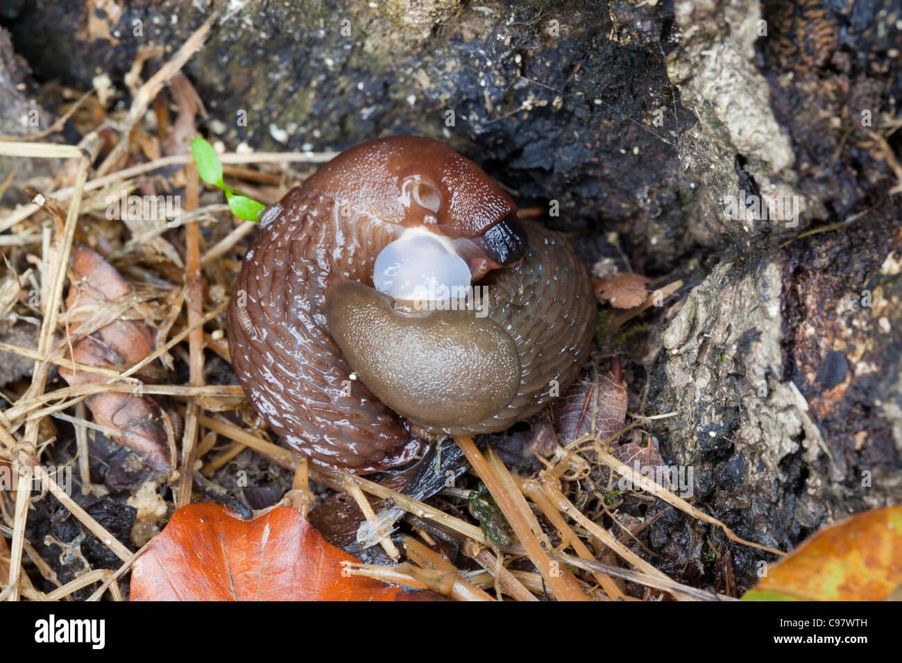 Slugs; Arion ater;mating UK Stock Photo