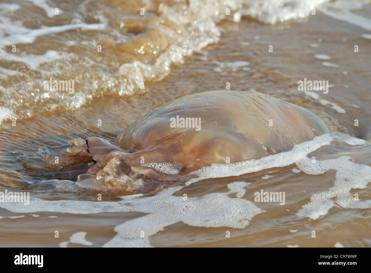 Barrel Jellyfish stranded on shore at New Brighton after recent High winds and tides, Merseyside, England UK. February 2011 Stock Photo