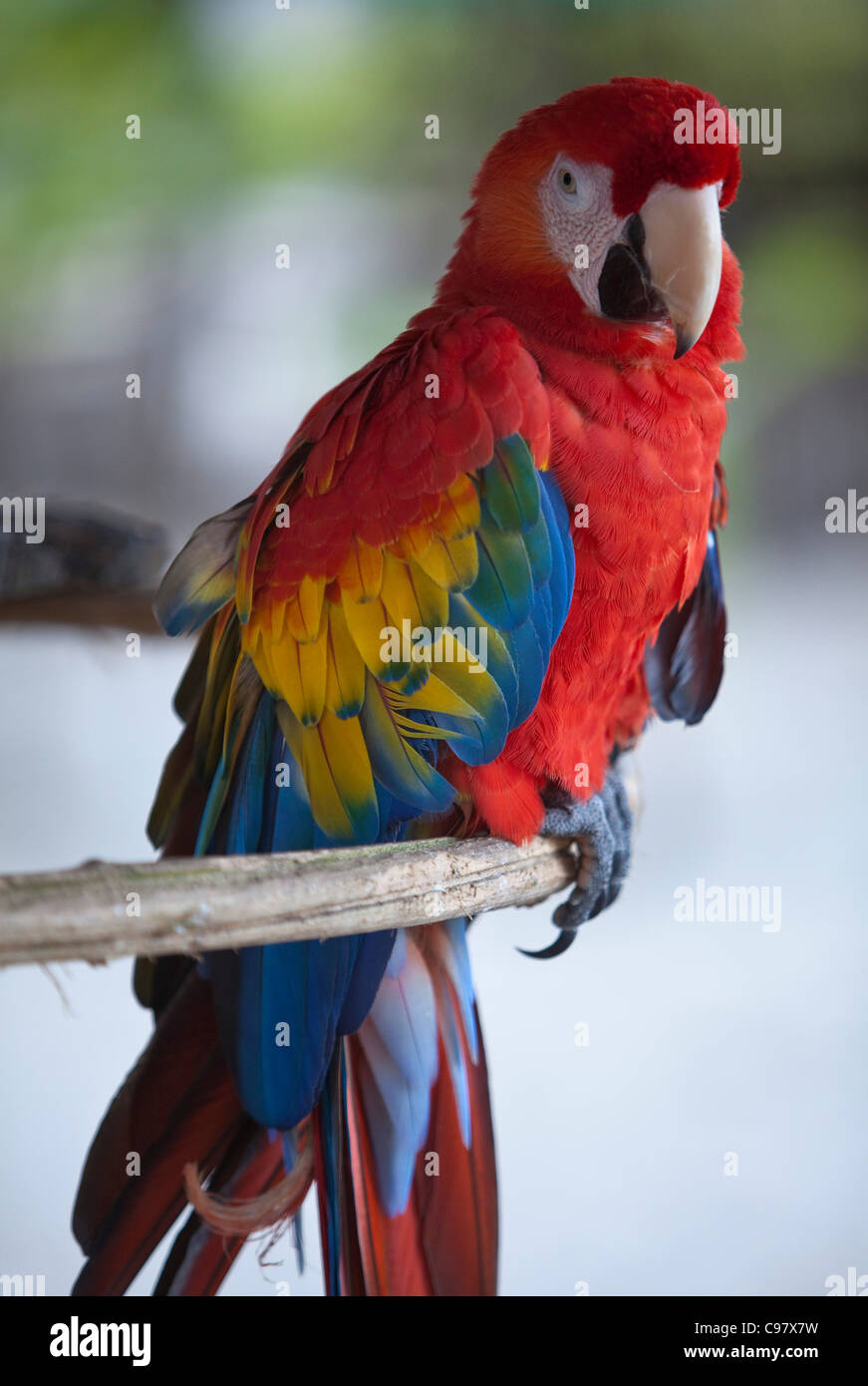 Close up of scarlet macaw named Paco, Isla Tortuga, Puntarenas, Costa Rica, Central America, America Stock Photo