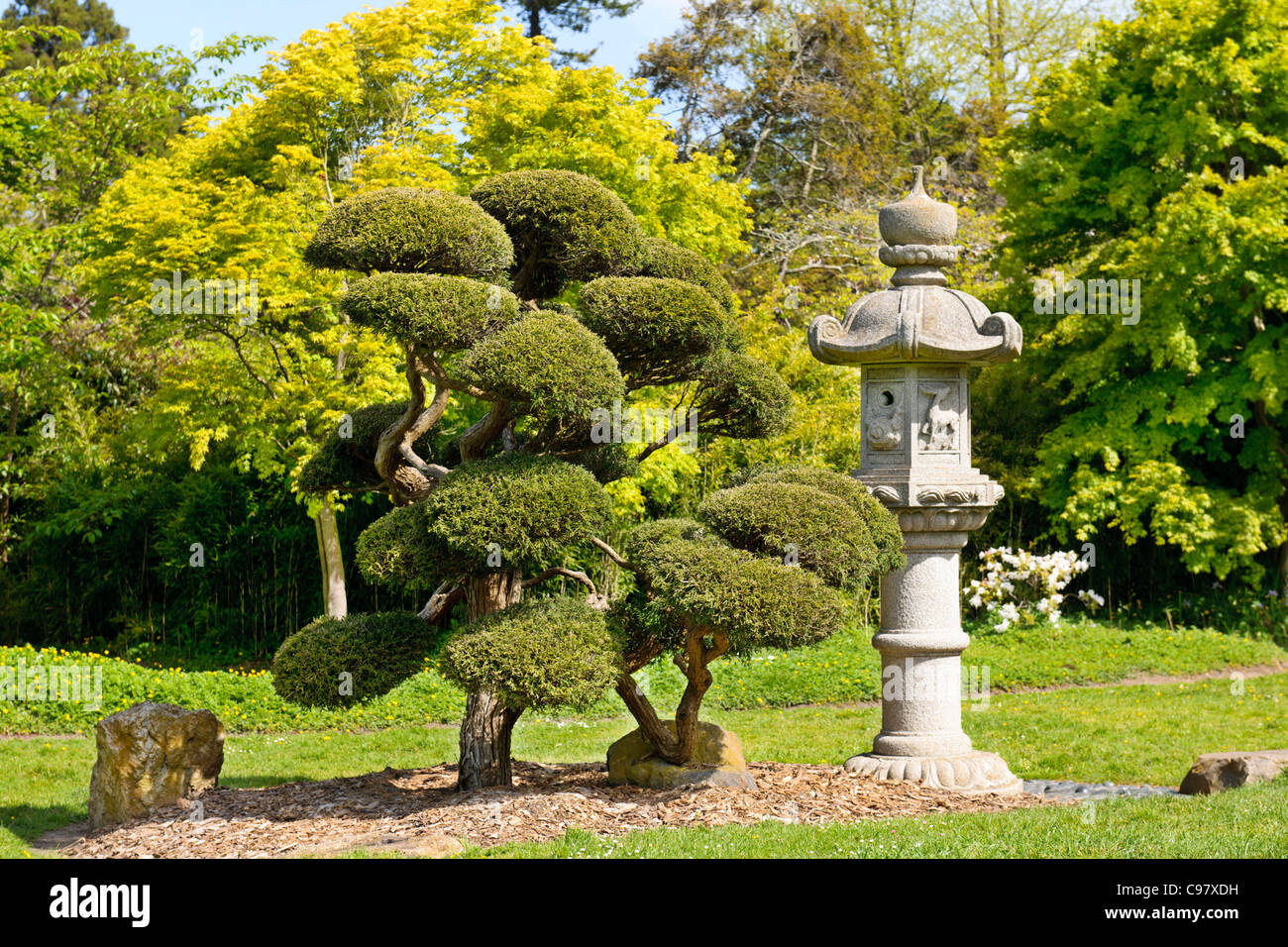 Stone Lantern Dwarf Tree Japanese Tea Garden San Francisco