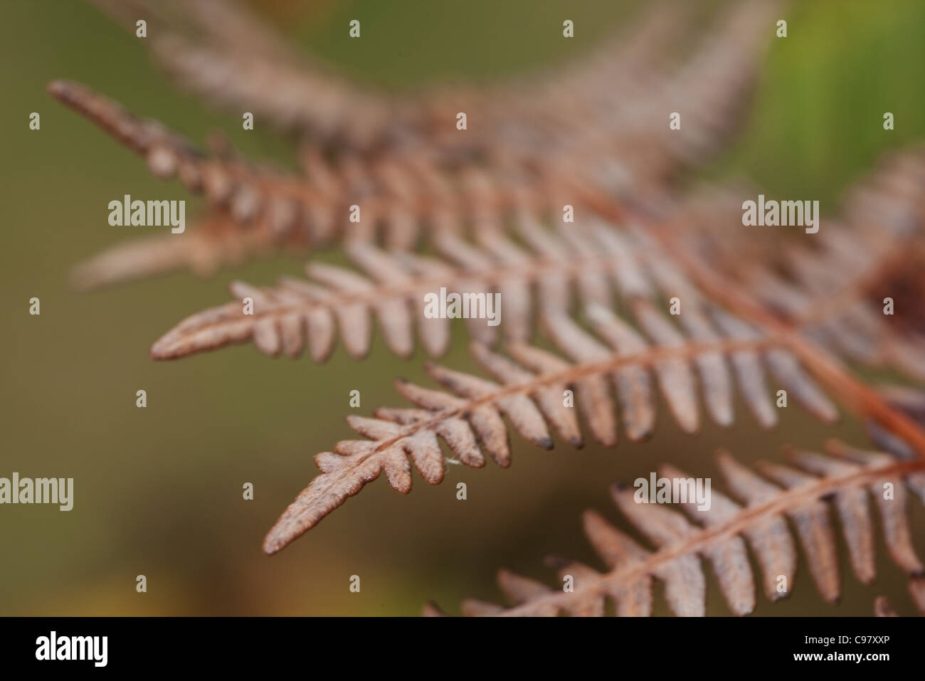 Close-up of dried fern fronds Stock Photo - Alamy